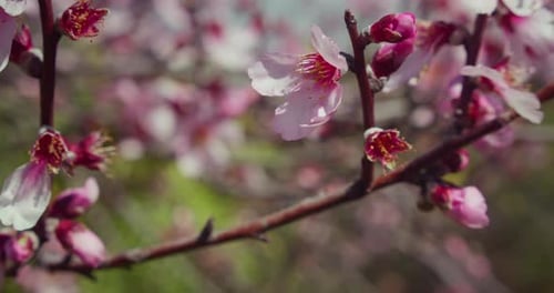 Pale Pink Blossoms Blooming on Tree Branches