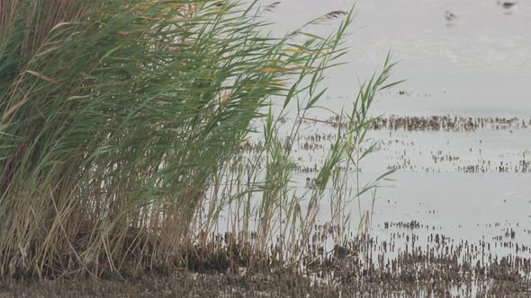 Close shot of a Stilt Walker (Himantopus himantopus) behind reed (Slow ...