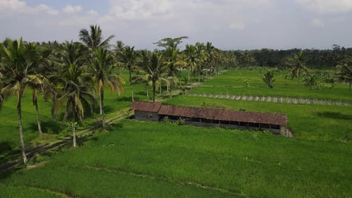Aerial view of rice fields and palm trees, Indonesia.