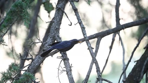 Blue whistling thrush perching on pine tree in Forest