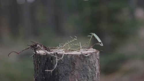 Axe Cutting Tree Stump in Outdoor Setting