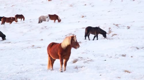 Horses In Winter