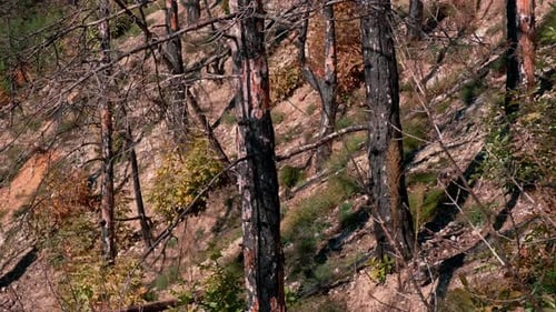 Pine trees and the appearance of the forest after a forest fire