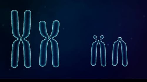 3D Animation of Chromosome Structure and DNA Replication