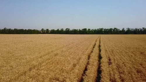 Aerial of Wheat Field Drone Camera Flying Above Golden Cereal Ears Top View of Farmland in
