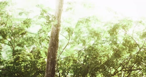 Bright Sunlight Filtering Through Lush Green Foliage in a Serene Forest