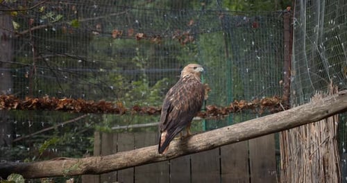 Der Adler sitzt auf einem Ast