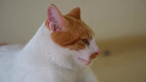 Close Up of White and Orange Cat
