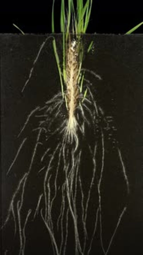 Time lapse of wheat germinating and growing in rhizobox