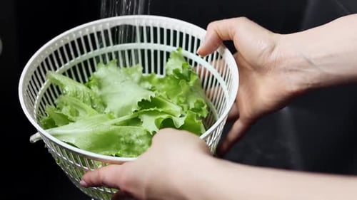 Washing fresh green lettuce in white colander