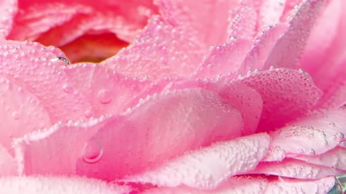 Nahaufnahme einer schönen Blume unter Wasser mit Blasen