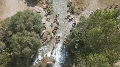 Cattle Herd Crosses River from Aerial View