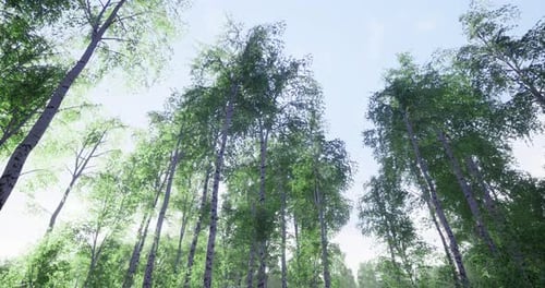 Tall Trees Reaching Towards a Bright Sky in a Serene Forest Environment