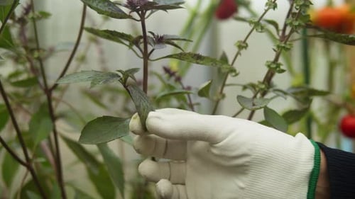 Garden Worker Picking Cherry Tomatoes Eco Farmer Greenhouse Cultivation Manual Harvesting Vegetable