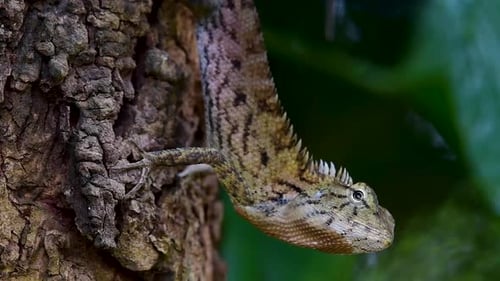 The Oriental Garden Lizard is also called the Eastern Garden Lizard, Bloodsucker and Changeable Liza
