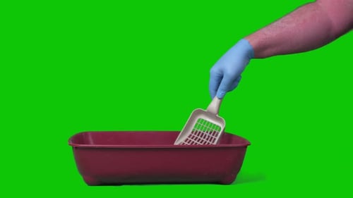 A Man Cleans A Cat's Toilet On A Green Screen A Concept Of Cleaning
