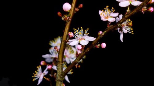 Blooming Flowers Time-Lapse on Branch