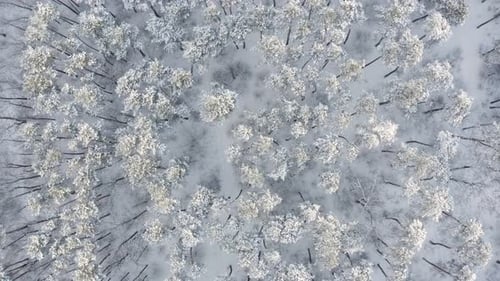 A lonely man himself in the forest walks along a path in a snowy forest.