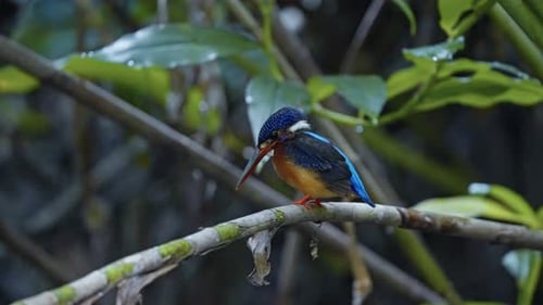 Closeup Of Adult Blue-eared Kingfisher Perched On The Stem Of Plant By The River.