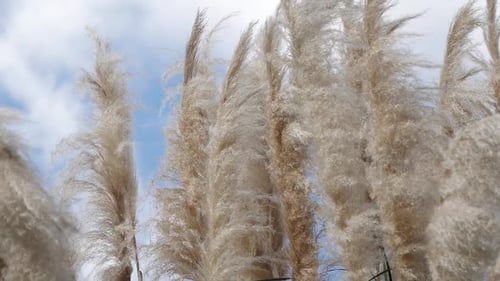 Pampas Grass Blowing in the Wind