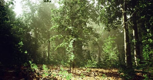Sunlight Filters Through Trees in a Serene Forest Landscape