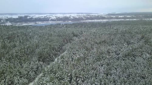 Aerial view of a frozen pine tree forest with snow covered trees in winter. Flight above winter fore