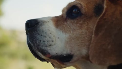 A Beagle Dog is Happily Walking on a Sunlit Nature Trail Exploring the Outdoors with a Leash