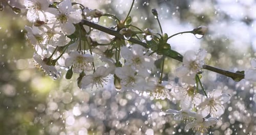 Cherry blossom period. Drops of spring rain fall on a cherry blossom. Shot on super slow motion