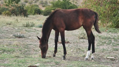 Young Horse Grazing Peacefully in Rural Field