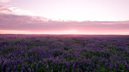 Slow Aerial Flight Over Beautiful Purple Lupines Flowers Field During Pink Colorful Sunrise. High