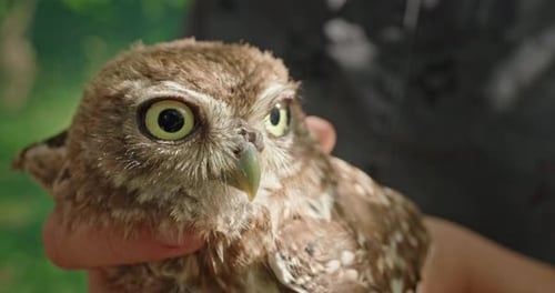 Close Up of Cute Baby Owl Held in Hand