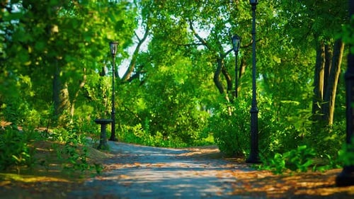 Green Alley with Trees in the Park