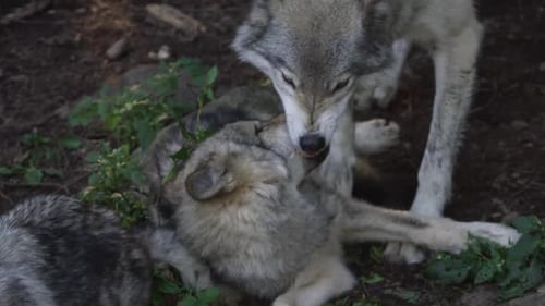 Wolves Interacting Aggressively in Nature