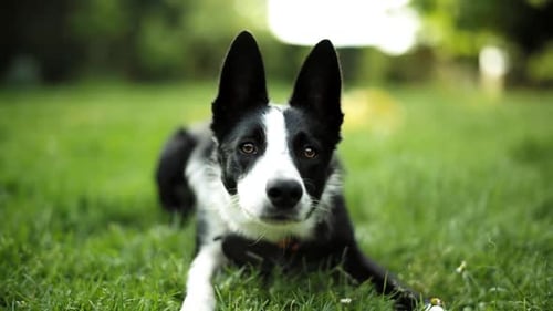 Young Border Collie dog looking at a ball with attention