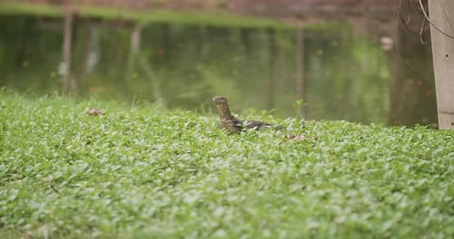 Monitor Lizard Resting on Green Vegetation Near Water