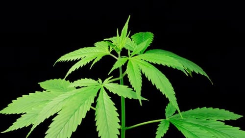 Marijuana Plant Growing