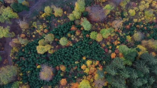 Aerial top down view of autumn forest with green and yellow trees. Mixed deciduous and coniferous fo