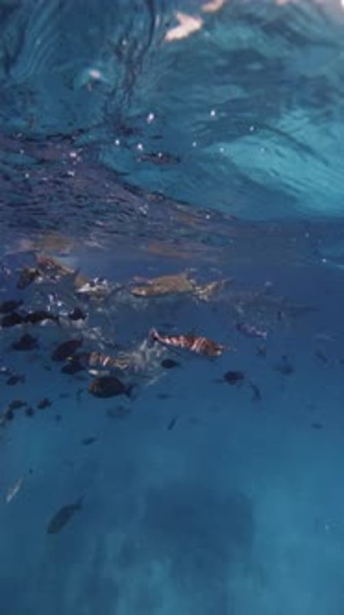 Tropical Sea Life Sharks Close Up with a Lot of Fishes Underwater in Blue Sea Vertical View