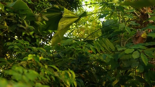 Fotografía inclinada de varias plantas tropicales en un jardín botánico