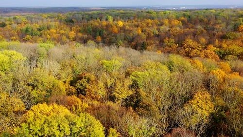 Bright nature background. Beautiful scenery of autumn forest.