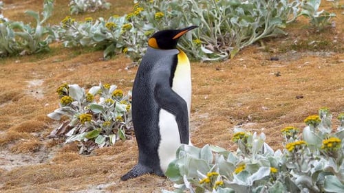 King Penguin Standing Proudly in Natural Habitat