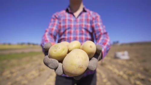 Farmer Holding Fresh Potatoes in the Field
