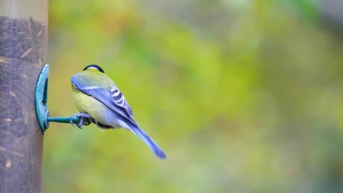 HD-Superzeitlupenaufnahmen eines Vogels, der zu einem Vogelhäuschen fliegt und Samen frisst.