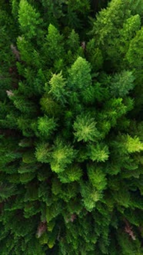 Top Down View of the Coniferous Forest Camera Rising Up and Spin
