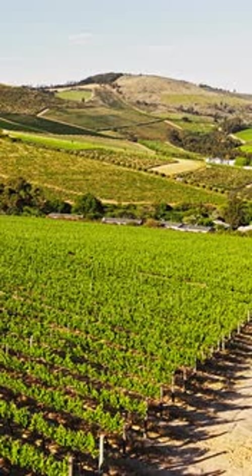 Nature, farm and aerial of vineyard for wine production, growth and grape harvest in countryside
