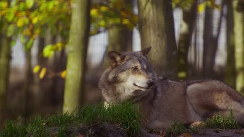 Grey Wolf Resting Peacefully In Forest Foliage