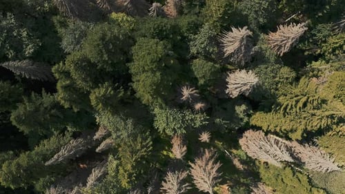 Dense Coniferous Forest Overhead View