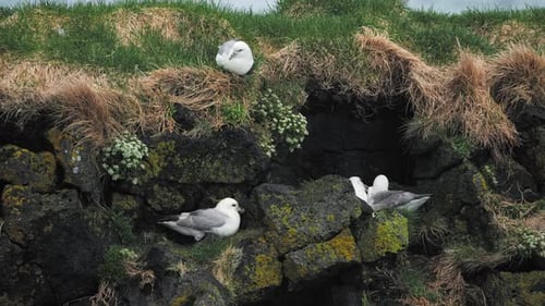 Möwen sitzen in einem Nest auf einer felsigen Klippe am Meer, die Tierwelt Islands, Seevögel inkubieren Eier