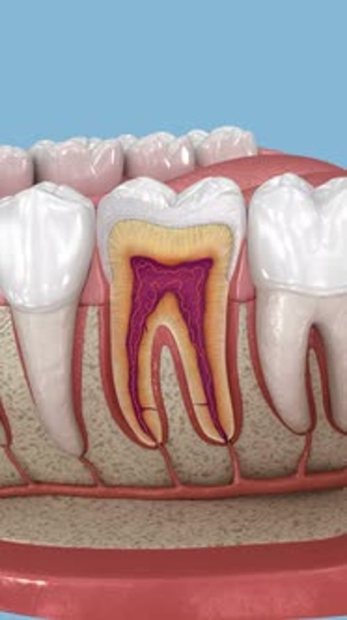 Detailed Human Tooth and Jaw Anatomy 3D Animation