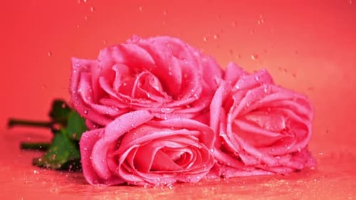 Super Slow Motion Droplets of Water Fall on a Freshly Cut Rose Flower Filmed on a Highspeed Camera